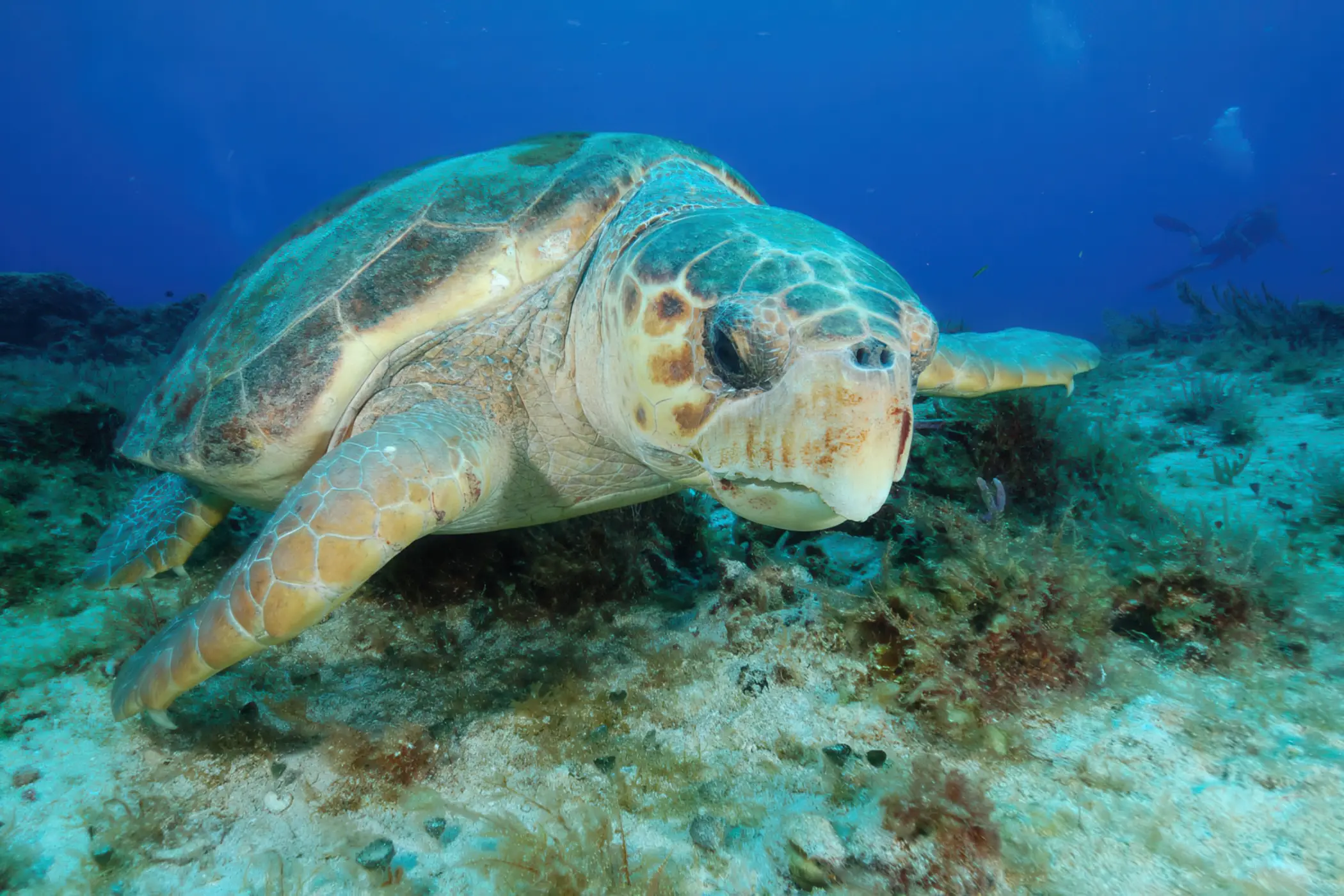 Sea turtle swimming above an artificial reef in the Gulf of Mexico