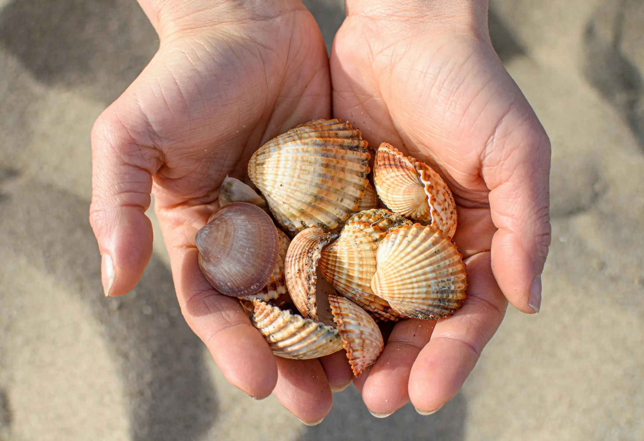 A handful of colorful seashells gathered on a Sanibel Island beach